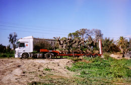 Transporte especial de olivos centenarios 