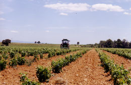 Nueva plantación de viñedo en producción